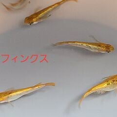 【メダカ】先着1名様限定　スフィンクス　成魚の画像