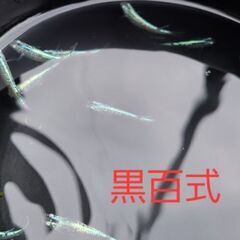 【メダカ】黒百式　成魚の画像