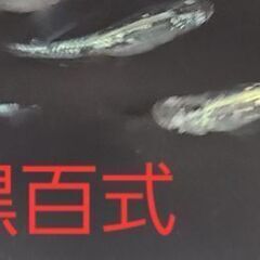 【メダカ】黒百式　成魚の画像