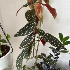 左の一本　ベゴニア マクラータ 観葉植物