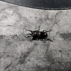 クワガタの画像