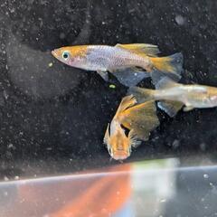 メダカ　風月RLF 2ペア＋1の画像