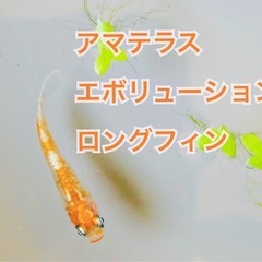 (本日完売)🟰7/6日限定🟰 メダカ【1匹50円〜】稚魚〜成魚まで多品種勢揃い 先着予約制『りゅうメダカ🐟』おかげさまでほぼ完売　次回未定の画像