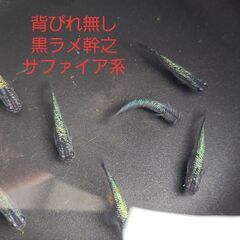 【メダカ】背びれ無し黒ラメ幹之サファイア系　成魚の画像