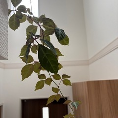カット　ヘンリーヅタ　観葉植物　外植え　