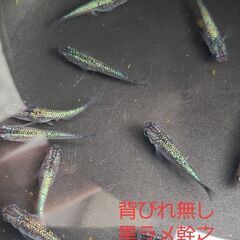 【メダカ】背びれ無し黒ラメ幹之サファイア系　成魚の画像