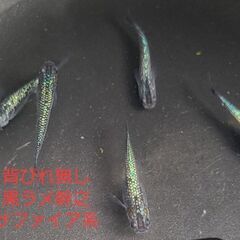 【メダカ】背びれ無し黒ラメ幹之サファイア系　成魚の画像