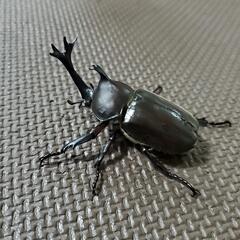 カブトムシオス1匹メス1匹セットの画像