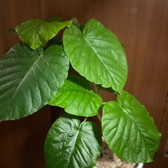 観葉植物　ウンベラータの画像