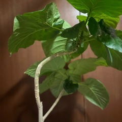 観葉植物　ウンベラータの画像