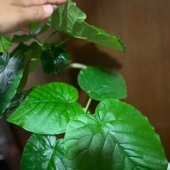 観葉植物　ウンベラータの画像
