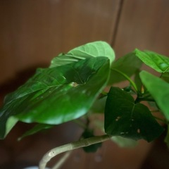 観葉植物　ウンベラータの画像
