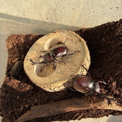 国産カブトムシ♂♀