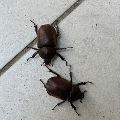 国産カブトムシ♂♀の画像