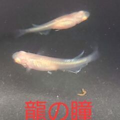 【メダカ】龍の瞳　幼魚　10匹+α　1000円の画像