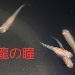 【メダカ】龍の瞳　幼魚　10匹+α　1000円の画像