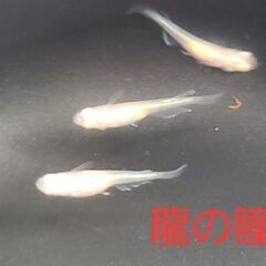 【メダカ】龍の瞳　幼魚　10匹+α　1000円の画像