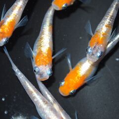 メダカ　三色ラメ対外光（wi-03)稚魚（１㎝前後）13匹の画像