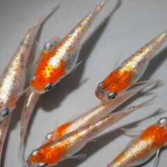 メダカ　三色ラメ対外光（wi-03)稚魚（１㎝前後）13匹の画像