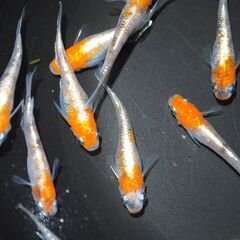 メダカ　三色ラメ対外光（wi-03)稚魚（１㎝前後）13匹の画像
