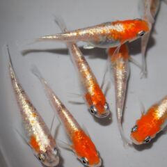 メダカ　三色ラメ対外光（wi-03)稚魚（１㎝前後）13匹の画像