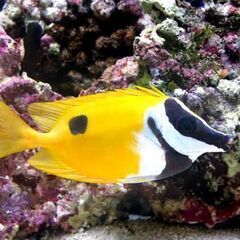 海水魚の画像