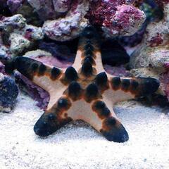海水魚の画像