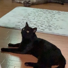 猫エイズキャリア、超人慣れ黒猫さん里親募集