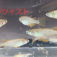 【メダカ】コブラツイスト　成魚の画像