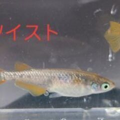 【メダカ】コブラツイスト　成魚の画像