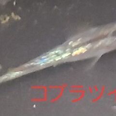 【メダカ】コブラツイスト　成魚の画像