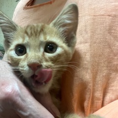 里親さんが決まりました