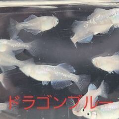 【メダカ】ドラゴンブルー　成魚の画像