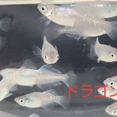 【メダカ】ドラゴンブルー　成魚の画像
