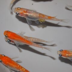 メダカ　完売　紅白ラメ幹之稚魚　№２（１㎝前後）20匹の画像