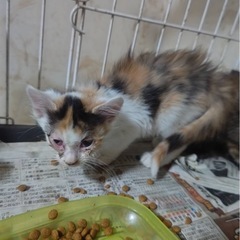 三毛仔猫の里親募集中