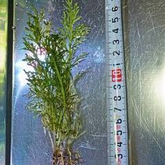 水草あげます② ベトナムスプライト　めだか・エビ水槽に・・・の画像