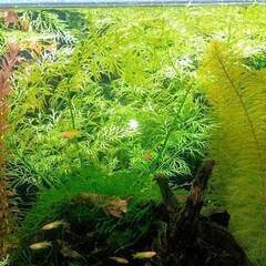 水草あげます② ベトナムスプライト　めだか・エビ水槽に・・・の画像