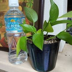 観葉植物　ポトス②の画像