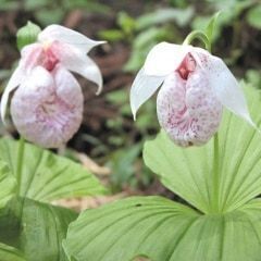山草　　観葉植物の画像