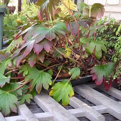 山草　　観葉植物の画像