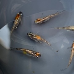 めだかの稚魚⑤30匹＋αの画像
