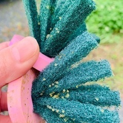 めだかの稚魚⑤30匹＋αの画像