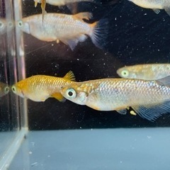 めだかの稚魚⑤30匹＋αの画像