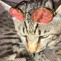 猫ちゃん2グッズ⭐︎新古品の画像