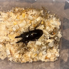 ババオウゴンオニクワガタ　♂単の画像