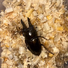 ババオウゴンオニクワガタ　♂単の画像