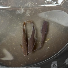 メダカの稚魚とエビ　水草セットの画像