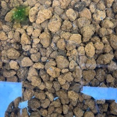 メダカの稚魚とエビ　水草セットの画像