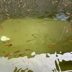 めだか3色の画像